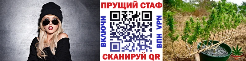 Где купить наркотики Димитровград Псилоцибиновые грибы  blacksprut tor  Канабис  СК  МЕФ 